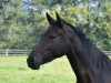 dressage horse Quel Plaisir (Hanoverian, 2012, from Quaterhall)