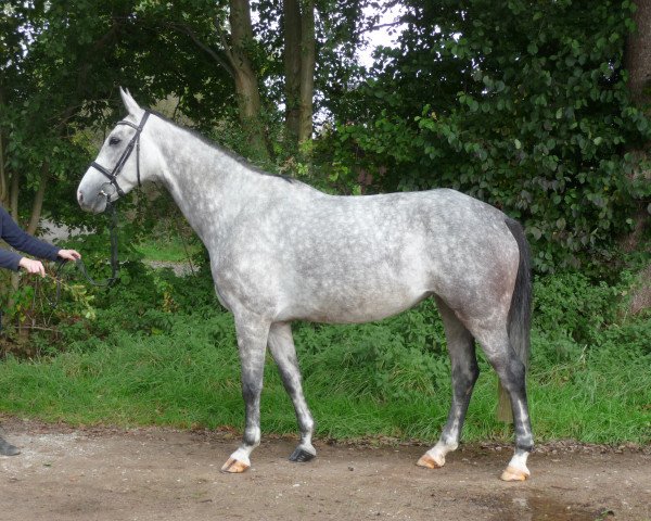 broodmare Cora (Hanoverian, 2010, from Cheval de Coeur)