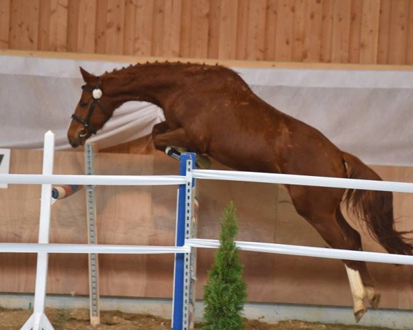 jumper Allors en Danse (Württemberger, 2010, from Albaran xx)