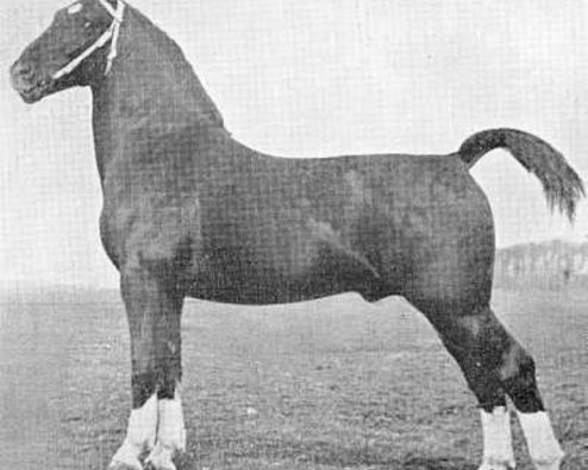 Deckhengst Amburg (Gelderländer, 1936, von Domburg)