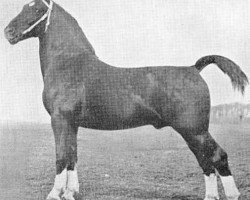 stallion Amburg (Gelderland, 1936, from Domburg)