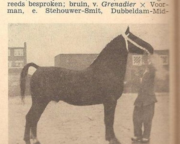 Deckhengst Markies van Wittenstein (Gelderländer, 1948, von Baronet)