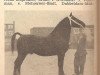 stallion Markies van Wittenstein (Gelderland, 1948, from Baronet)