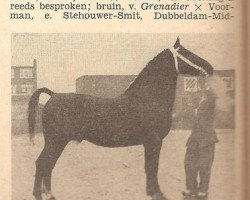 stallion Markies van Wittenstein (Gelderland, 1948, from Baronet)