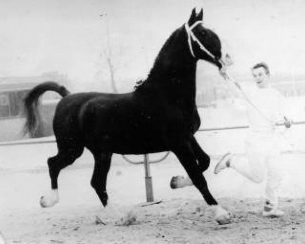 stallion Simon Bolivar (Gelderland, 1953, from Baronet)