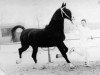 stallion Simon Bolivar (Gelderland, 1953, from Baronet)