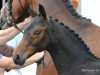 jumper Magic Spirit (Oldenburg show jumper, 2014, from Monte Cain)