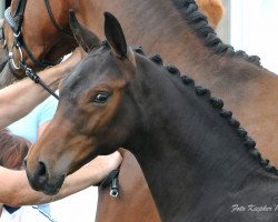 jumper Magic Spirit (Oldenburger Springpferd, 2014, from Monte Cain)