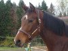 broodmare Comtess de la Luna (Bavarian, 2010, from DSP Con Spirit)