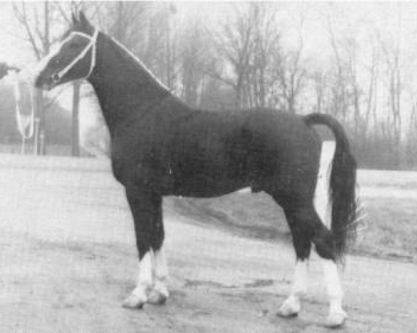 stallion Monarch (Dutch Warmblood, 1971, from Hugo)