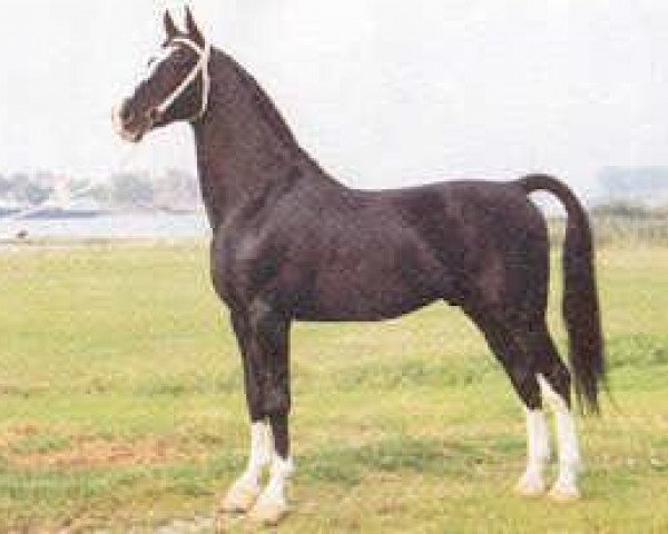 stallion Ahoy (Gelderland, 1982, from Monarch)
