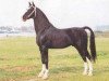 stallion Ahoy (Gelderland, 1982, from Monarch)