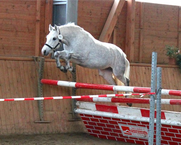 broodmare Kinzighausen Golden May (Connemara Pony, 2011, from Glaskopf Golden Malcolm)