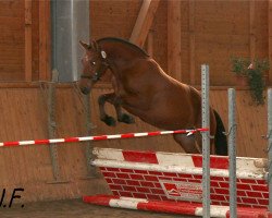 horse Hanja (Freiberger, 2011, from Larson de la Corbaz)