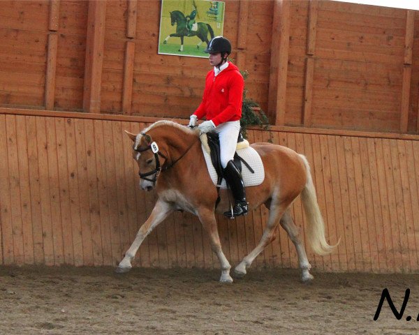 broodmare Wienna BE (Haflinger, 2007, from A-Darvin)