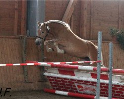 Zuchtstute Olivia (Haflinger, 2011, von Atlantic)