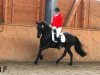 Zuchtstute Fräulein Ella (Welsh-Cob (Sek. D), 2008, von Menai The Rector)