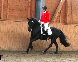 broodmare Fräulein Ella (Welsh-Cob (Sek. D), 2008, from Menai The Rector)