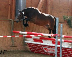 horse Flavo Crysbee (Welsh-Cob (Sek. D), 2009, from Flavo Lysander)