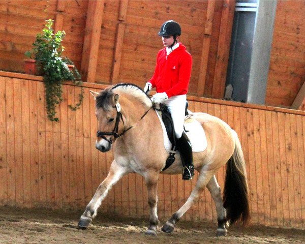 broodmare Mara (Fjord Horse, 2011, from Vacceur)