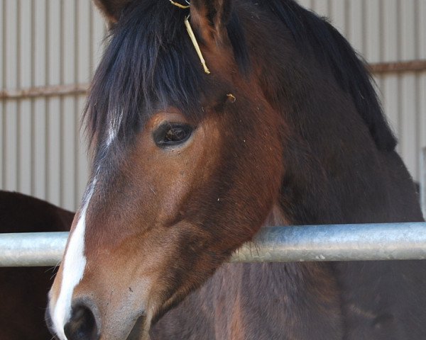 Pferd Nirvanas Nevio (Connemara-Pony, 2011, von Nirvana van de Zonnehoeve)