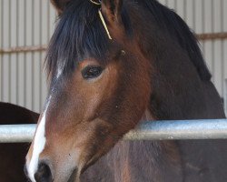 horse Nirvanas Nevio (Connemara Pony, 2011, from Nirvana van de Zonnehoeve)