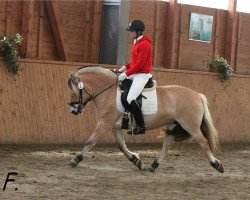 broodmare Kamiken (Fjord Horse, 2009, from Dylan)