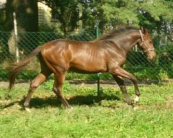 jumper Hengst von Berlusconi x Braunsberg (Trakehner, 2013, from Berlusconi)