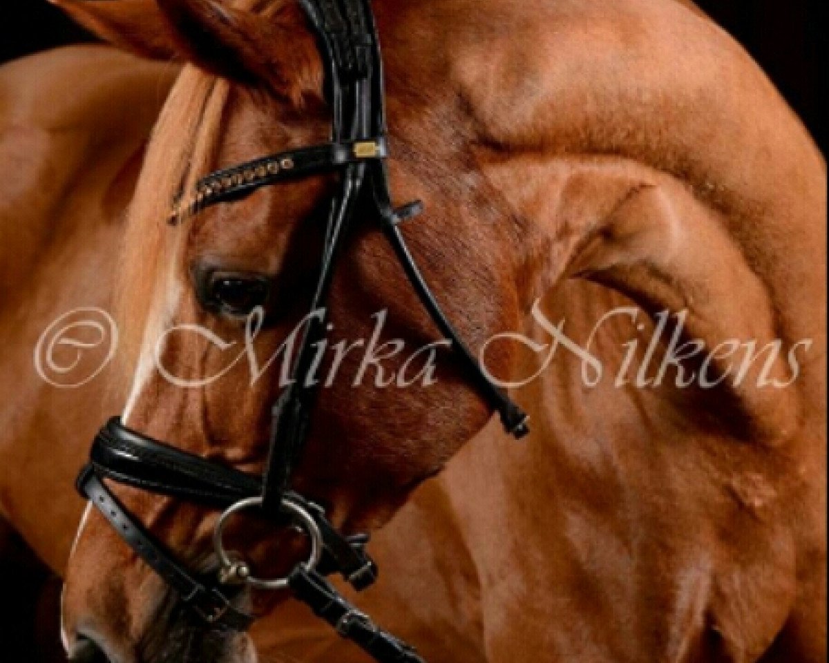 broodmare Red Vanity (German Riding Pony, 2002, from Viorello)