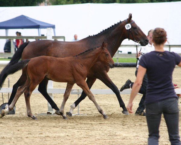 horse Concando (Swiss Warmblood, 2014, from Concetto)