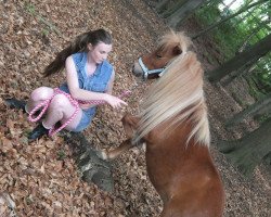 Pferd Momo (Shetland Pony (unter 87 cm),  )