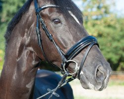 dressage horse Lenny Kravitz (Württemberger, 2003, from Latimer)