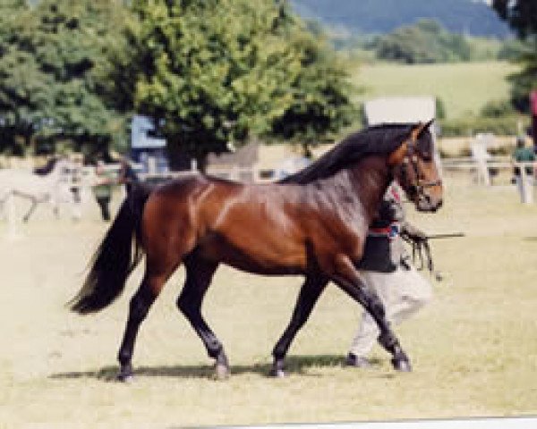 Deckhengst Burley Gold Blend (New-Forest-Pony, 1994, von Willoway Piper's Gold)