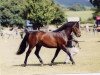 Deckhengst Burley Gold Blend (New-Forest-Pony, 1994, von Willoway Piper's Gold)