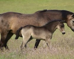 broodmare Burley Dunlin (New Forest Pony, 1998, from Burley Gold Blend)