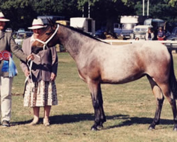 broodmare Burley Fantasy (New Forest Pony, 1993, from Moortown Bright Spark)
