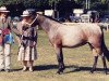 Zuchtstute Burley Fantasy (New-Forest-Pony, 1993, von Moortown Bright Spark)