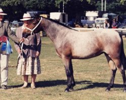 Zuchtstute Burley Fantasy (New-Forest-Pony, 1993, von Moortown Bright Spark)