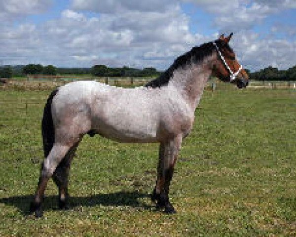 stallion Burley Time Lord (New Forest Pony, 2007, from Burley Traveller)