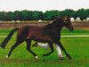 Zuchtstute Polsbury Pirouette (New-Forest-Pony, 1994, von Oosterbroek Sergio)