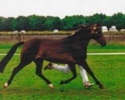 Zuchtstute Polsbury Pirouette (New-Forest-Pony, 1994, von Oosterbroek Sergio)