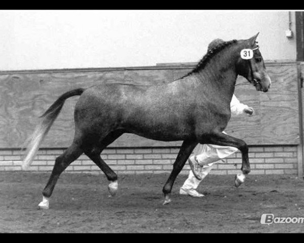 Deckhengst Westerveld's Andor (New-Forest-Pony, 1995, von Valentino)