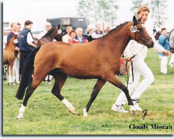 Zuchtstute Cloudy Moscan (New-Forest-Pony, 1995, von Merrie Moscan)