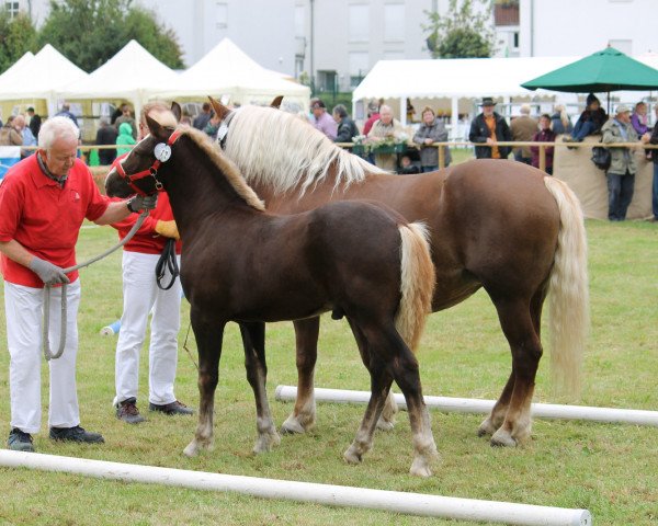 stallion Mambo (Black Forest Horse,  , from Melchior)