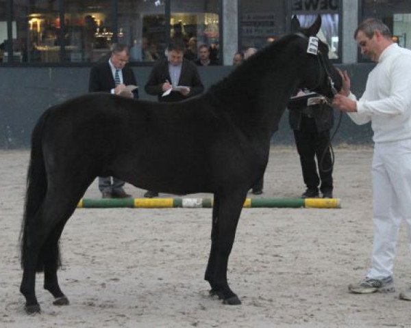 Pferd Jurohoeve's Gabber (New-Forest-Pony, 2008, von Paddington's O'Malley)