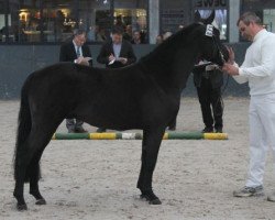 horse Jurohoeve's Gabber (New Forest Pony, 2008, from Paddington's O'Malley)