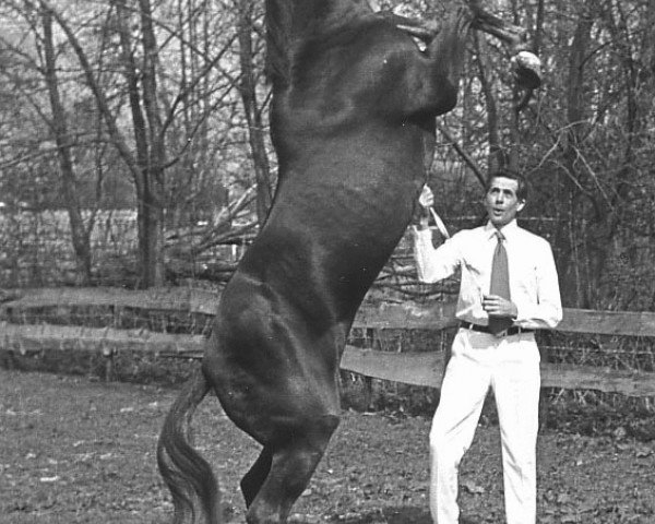 stallion Sweet William (New Forest Pony, 1967, from Oosterbroek Arthur)
