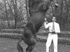 stallion Sweet William (New Forest Pony, 1967, from Oosterbroek Arthur)