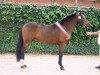 stallion Silvertown's Toman (New Forest Pony, 1999, from Valentino)