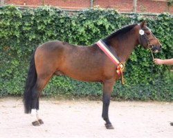 Deckhengst Silvertown's Toman (New-Forest-Pony, 1999, von Valentino)